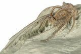 Bargain, Dicranurus Trilobite - Black Cat Mountain, Oklahoma #322580-4
